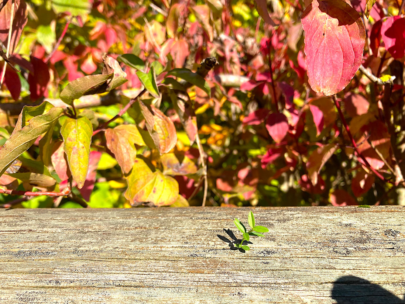 Dies ist nur eine Mail-Domain.